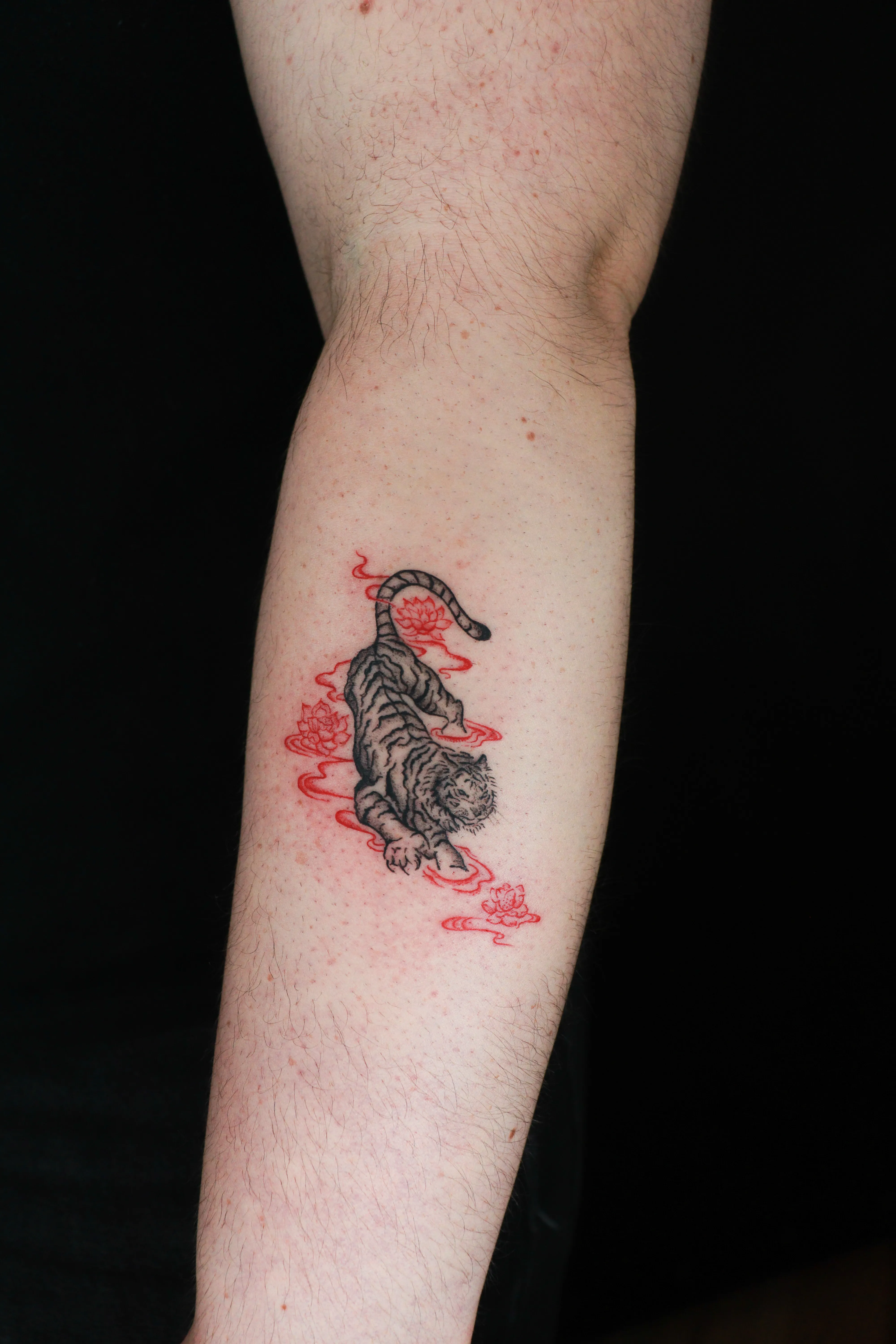 Finished forearm tattoo of a prowling tiger moving through red currents and lotus flowers
